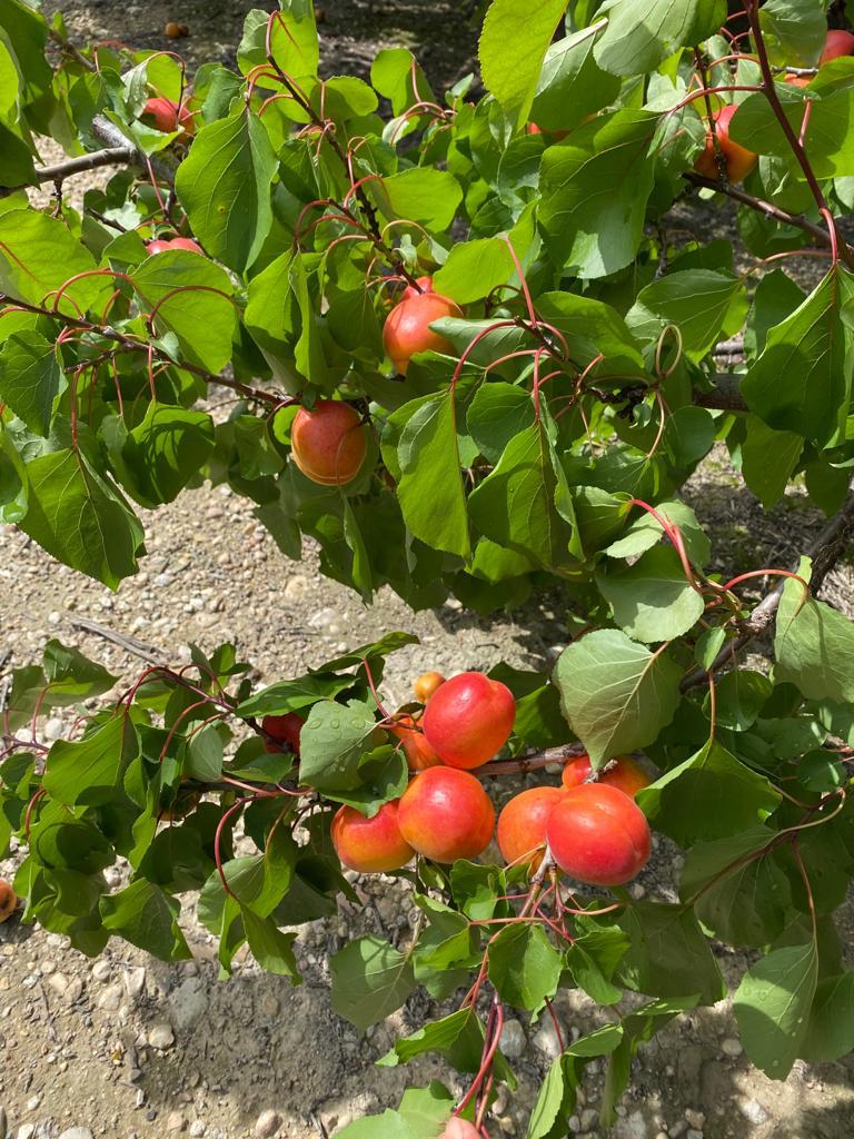 piantagione frutta esotica