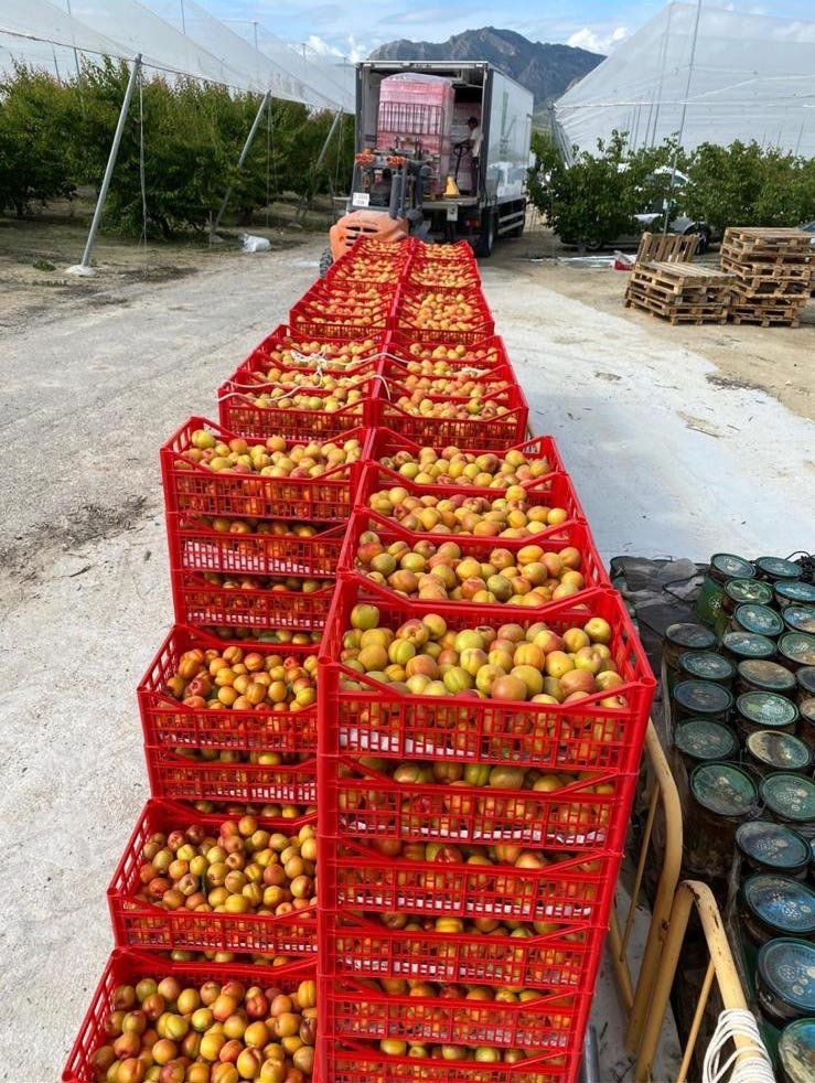Frutta nelle casse