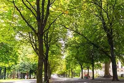 Trees in the Park — Landscaping in Kankakee, IL Trees in the Park — Landscaping in Kankakee, IL