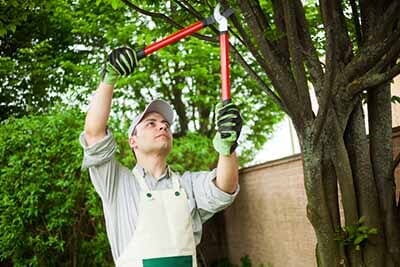 Man Trimming the Tree — Stump Removal in Kankakee, IL Man Trimming the Tree — Stump Removal in Kankakee, IL
