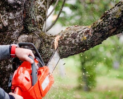 Man Chainsawing the Tree — Stump Removal in Kankakee, IL Man Chainsawing the Tree — Stump Removal in Kankakee, IL