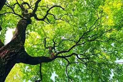 Tall Tree — Landscaping in Kankakee, IL Tall Tree — Landscaping in Kankakee, IL