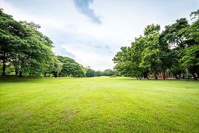 Trees in the Yard — Landscaping in Kankakee, IL Trees in the Yard — Landscaping in Kankakee, IL