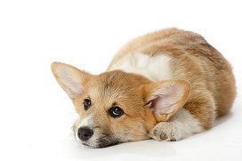 Pet Sitting Graphic - Pet Grooming Pet Sitting Graphic - Pet Grooming
