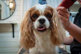 Grooming Graphic - Pet Grooming Grooming Graphic - Pet Grooming