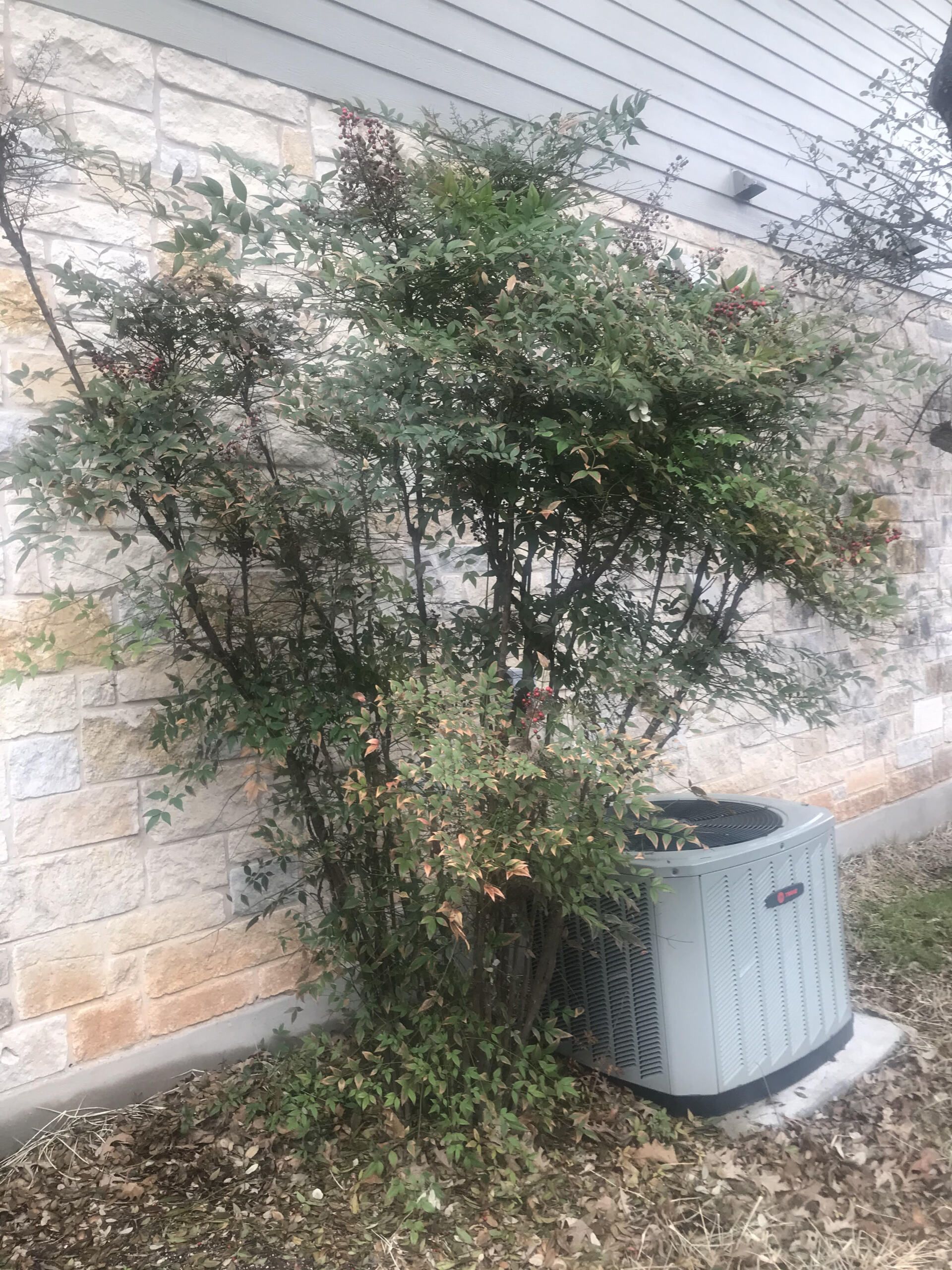 tree beside air conditioner unit
