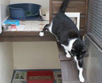 Cattery 2