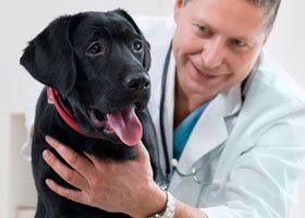 vet with old black labrador
