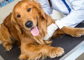 golden retriever on vet table