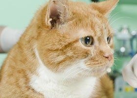 ginger and white cat