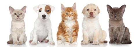 Cats and puppies — Contact Us in Worcester, MA Cats and puppies — Contact Us in Worcester, MA