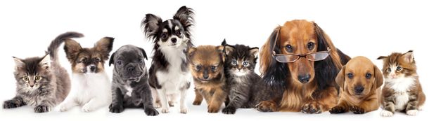 Dogs and cats — Pet Care in Worcester, MA Dogs and cats — Pet Care in Worcester, MA
