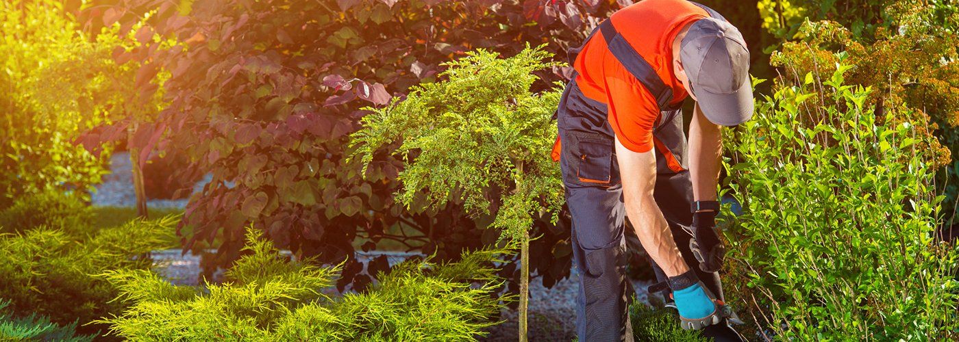 lawncare