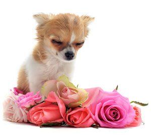 Pets At Rest Image