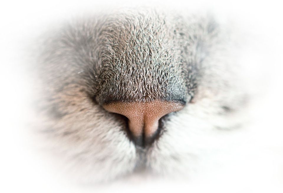 Cat Image