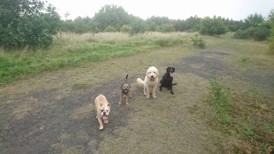 Dog Walking Wakefield, West Yorkshire: Chris Beech Dog Training & Walking Service