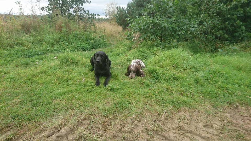 Dog Walking Wakefield, West Yorkshire: Chris Beech Dog Training & Walking Service