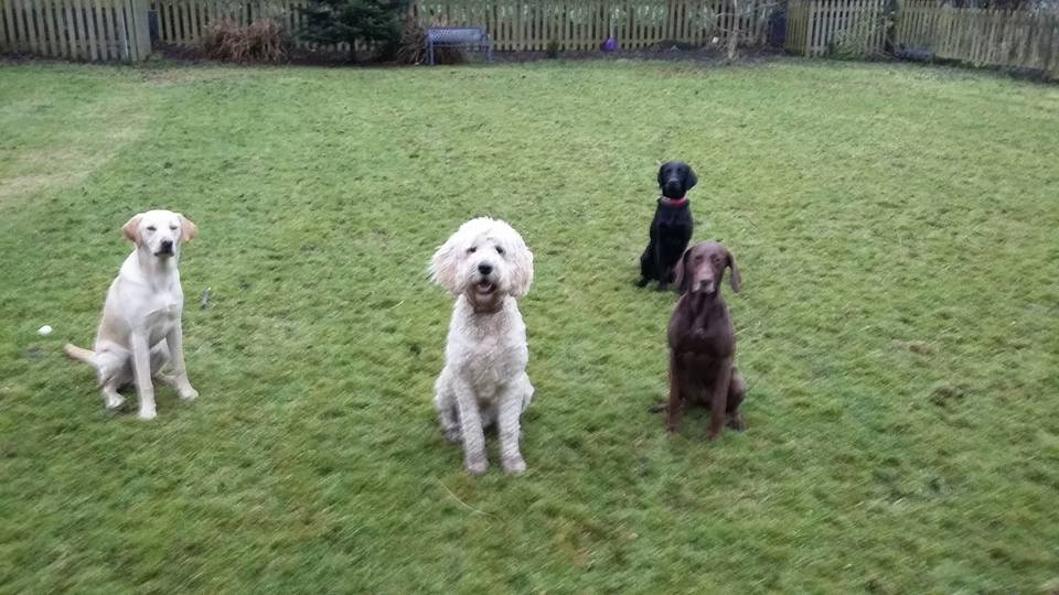 Dog Walking Wakefield, West Yorkshire: Chris Beech Dog Training & Walking Service