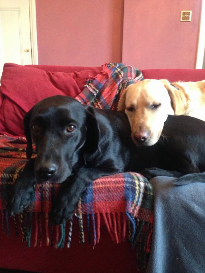 Dog Walking Wakefield, West Yorkshire: Chris Beech Dog Training & Walking Service