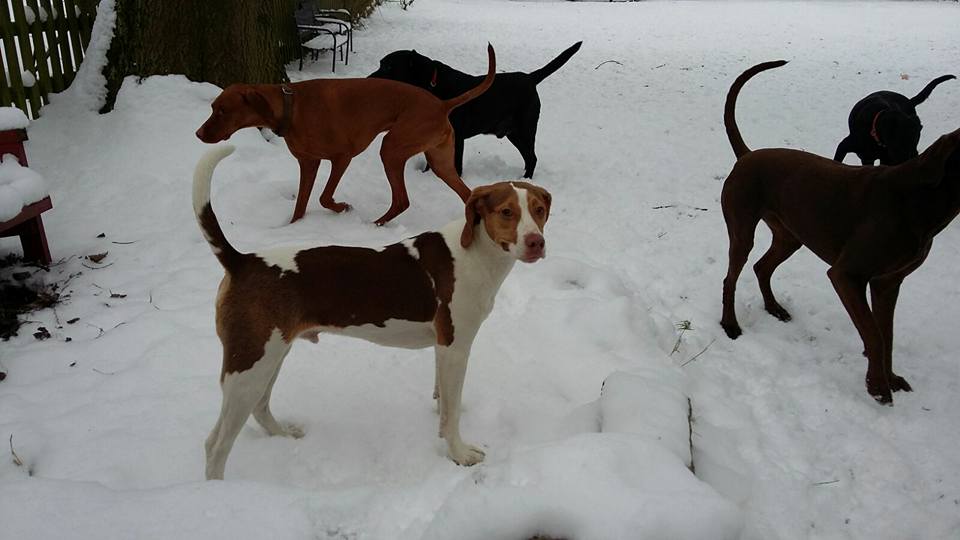 Dog Walking Wakefield, West Yorkshire: Chris Beech Dog Training & Walking Service