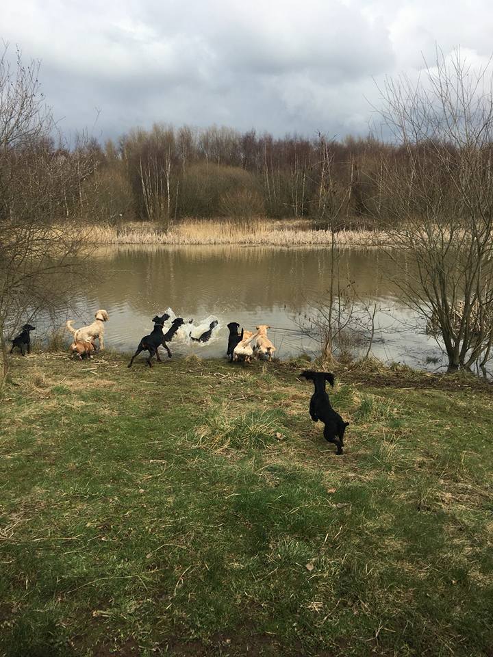 Dog Walking Wakefield, West Yorkshire: Chris Beech Dog Training & Walking Service