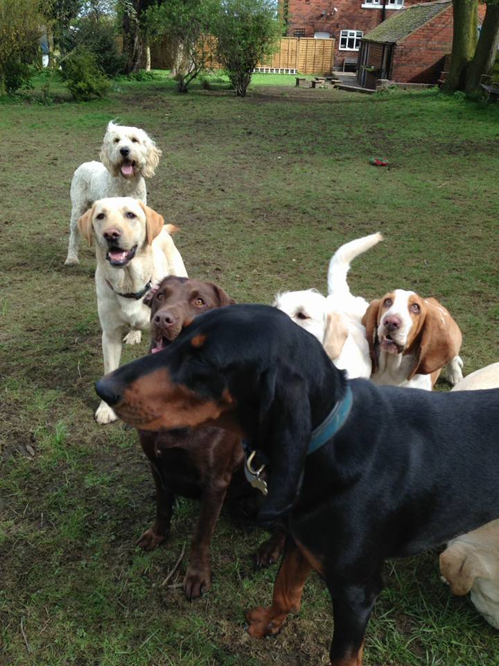 Dog Walking Wakefield, West Yorkshire: Chris Beech Dog Training & Walking Service
