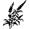 3D Photoage Stamcells