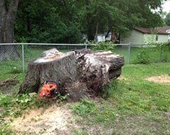 Tree ─ Before Removing A Tree in Chatham, IL Tree ─ Before Removing A Tree in Chatham, IL