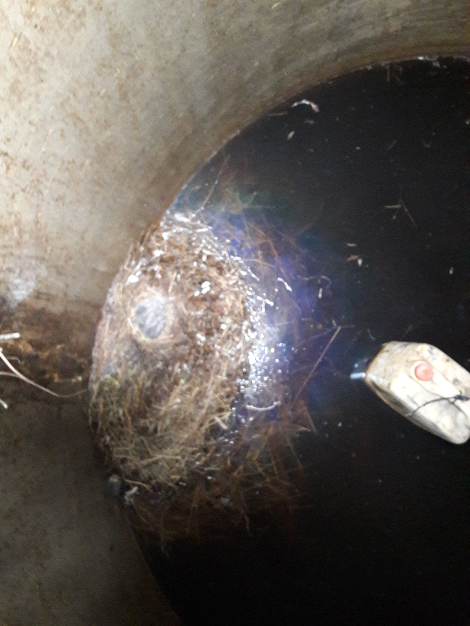 Birds nest in tank