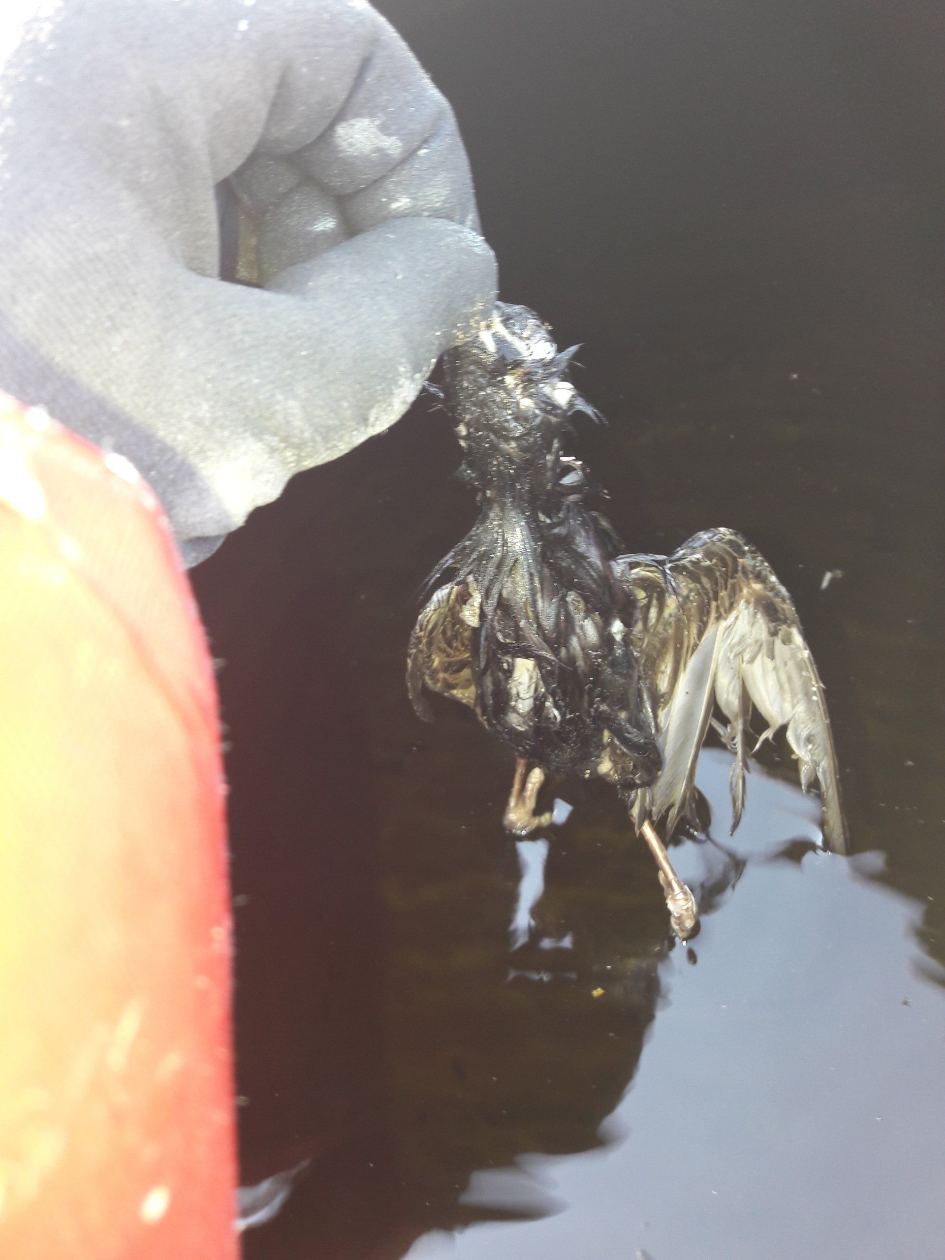 Bird retrieved from tank