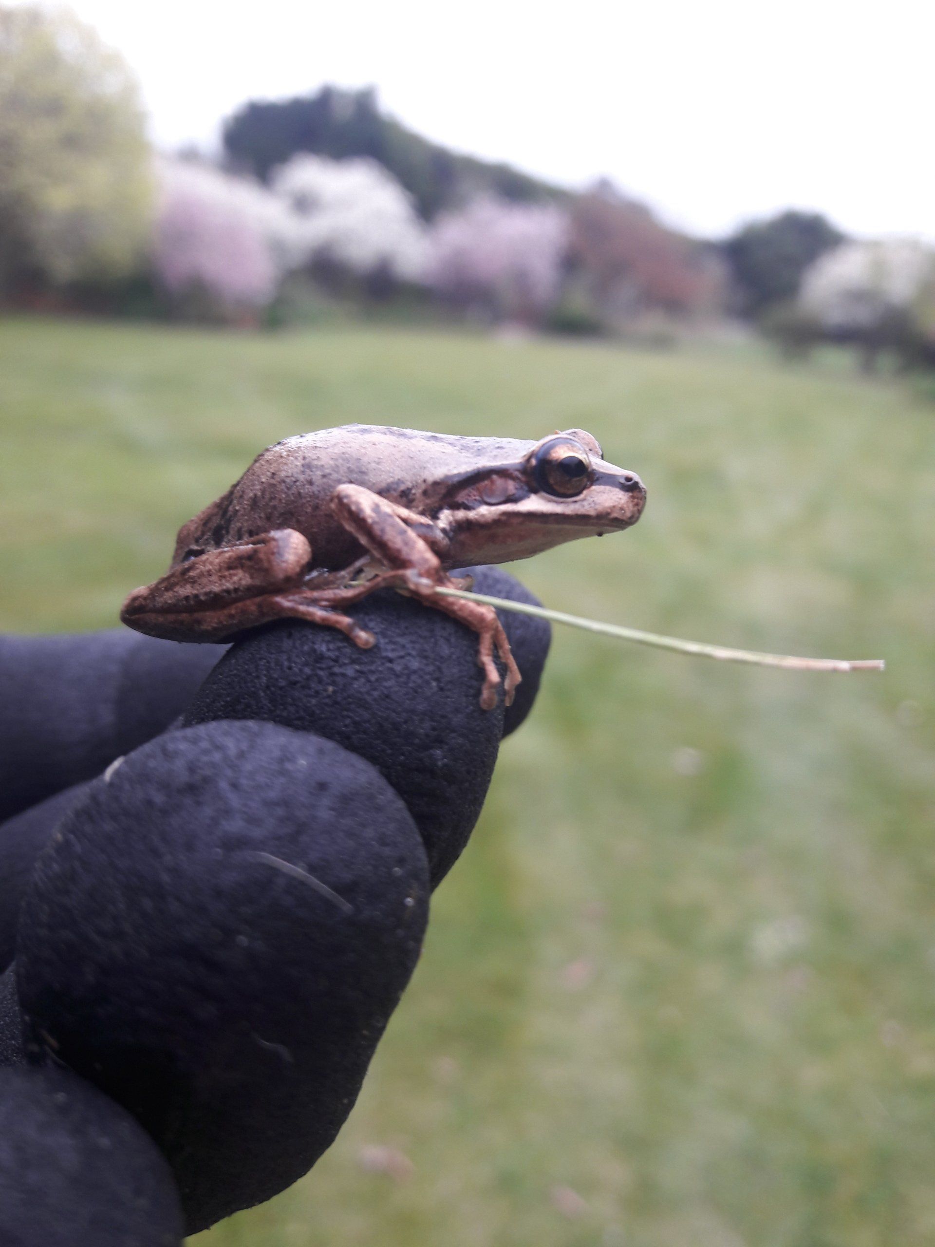 Frog