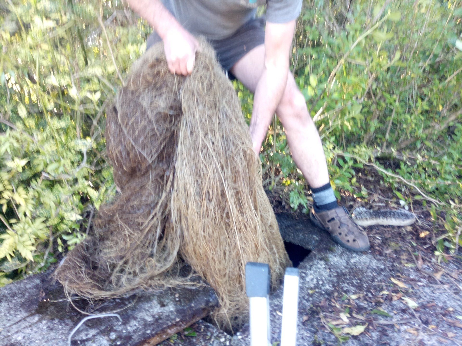 Bush roots removed from tank