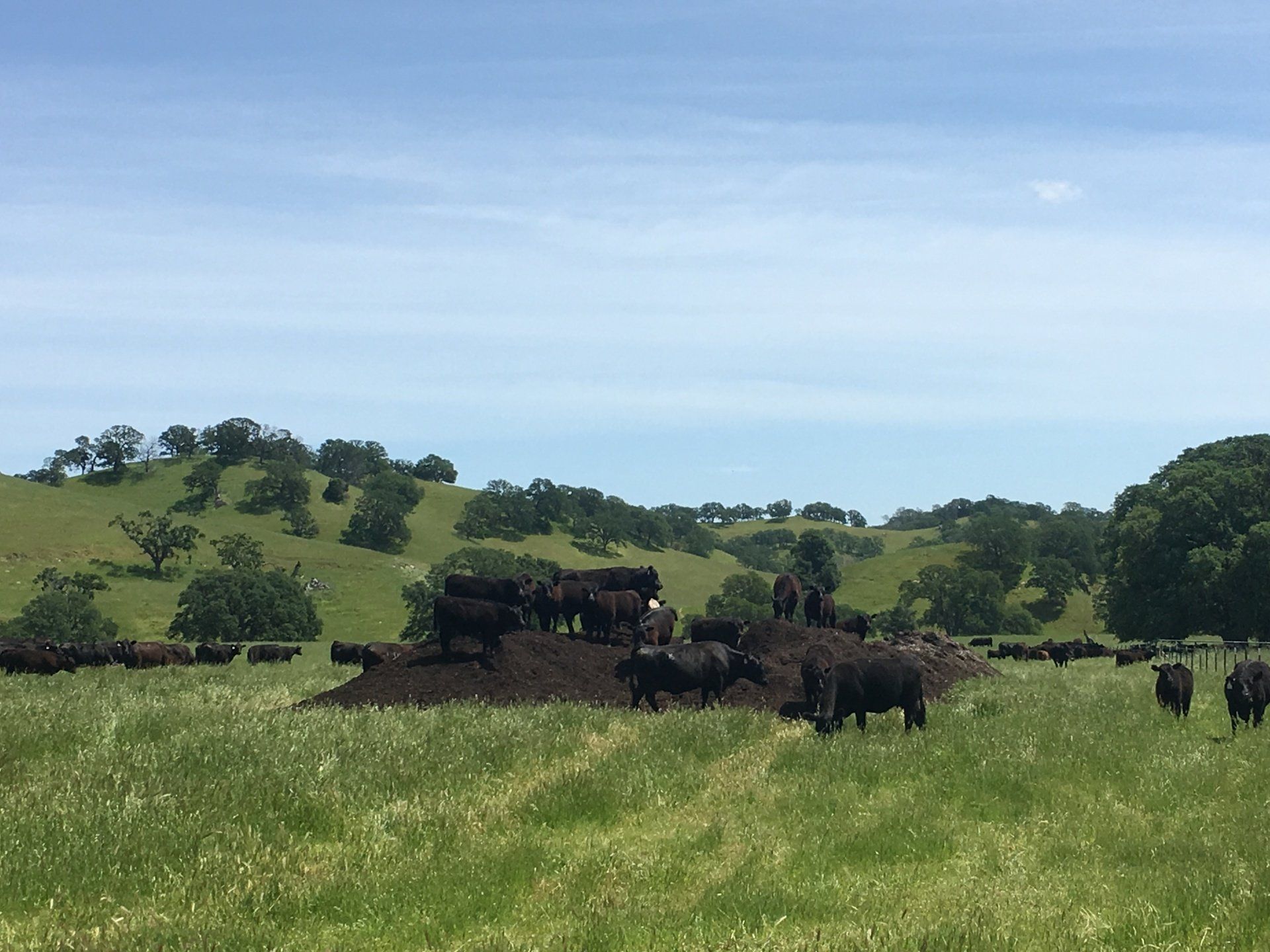 Yolo Cattle Landscape