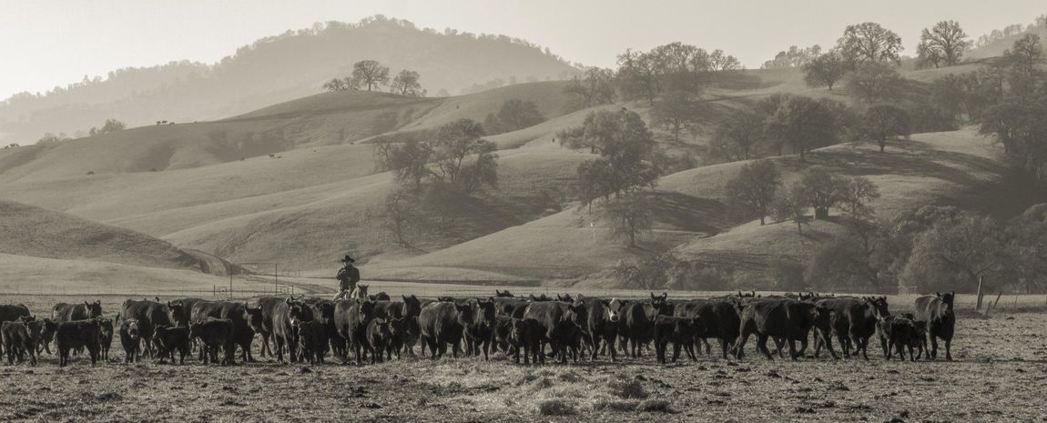 About Yolo Land and Cattle