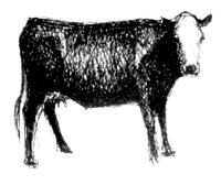 Grass-fed beef