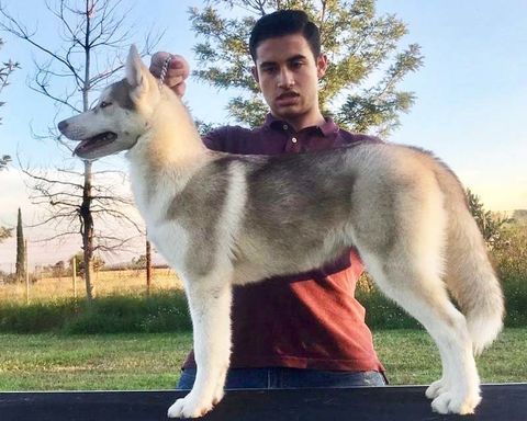 Criaderos de perros husky siberianos