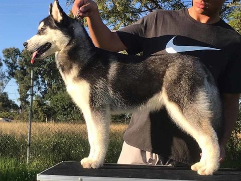 criaderos de husky siberianos