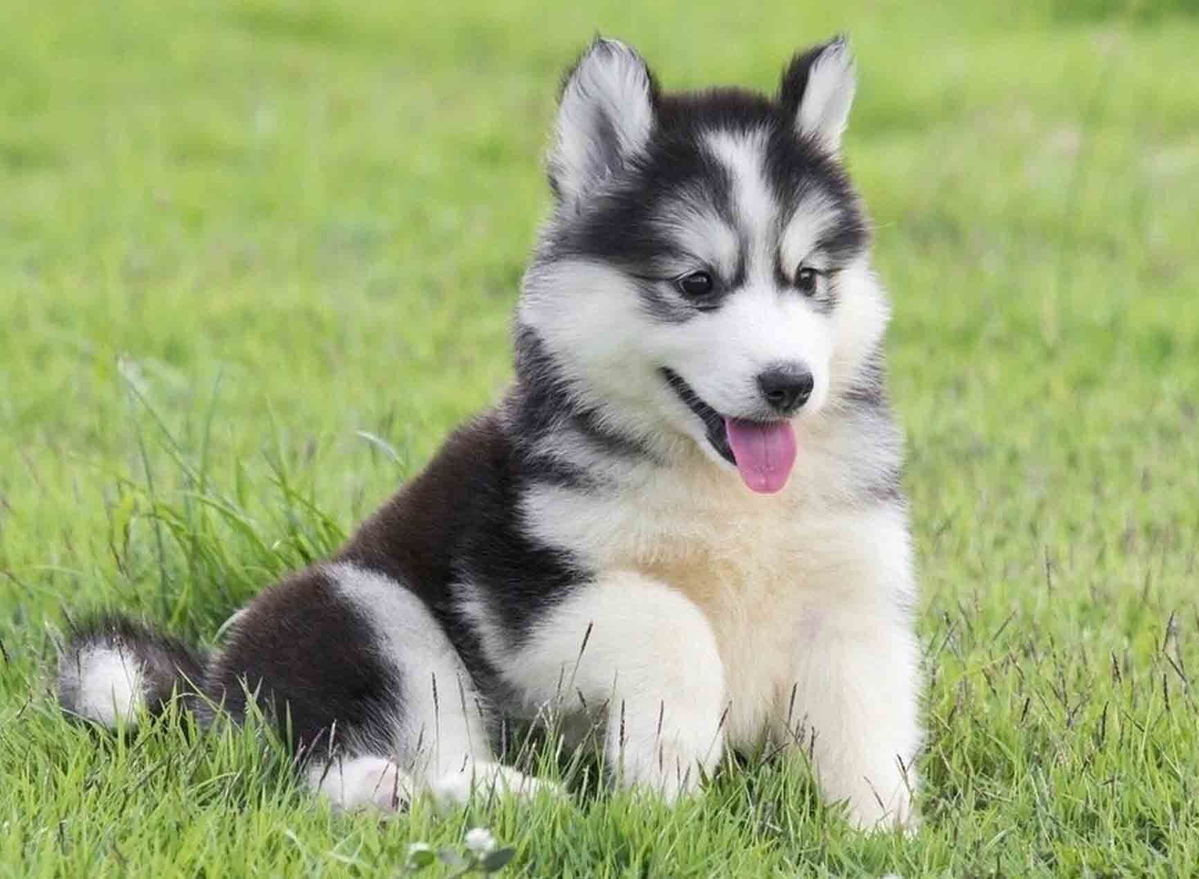 Cachorros husky siberiano