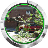 tree trimming mn