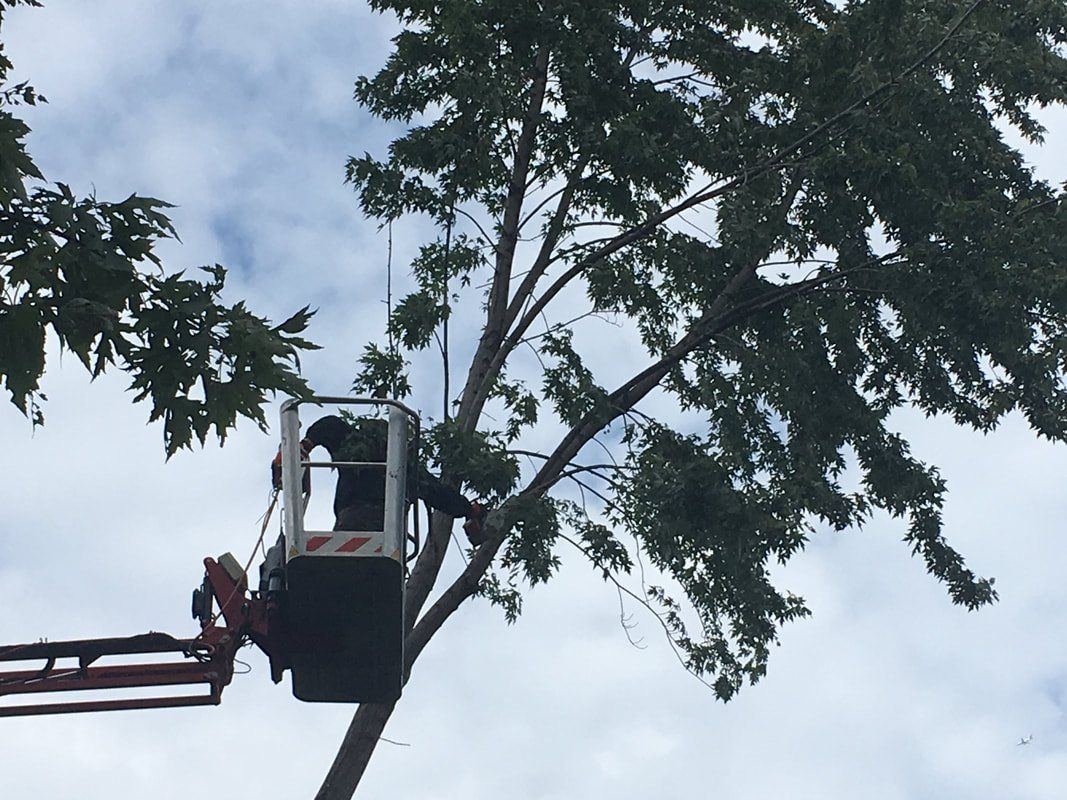 an arborist trimming a tree in a lift, tree trimming minneapolis