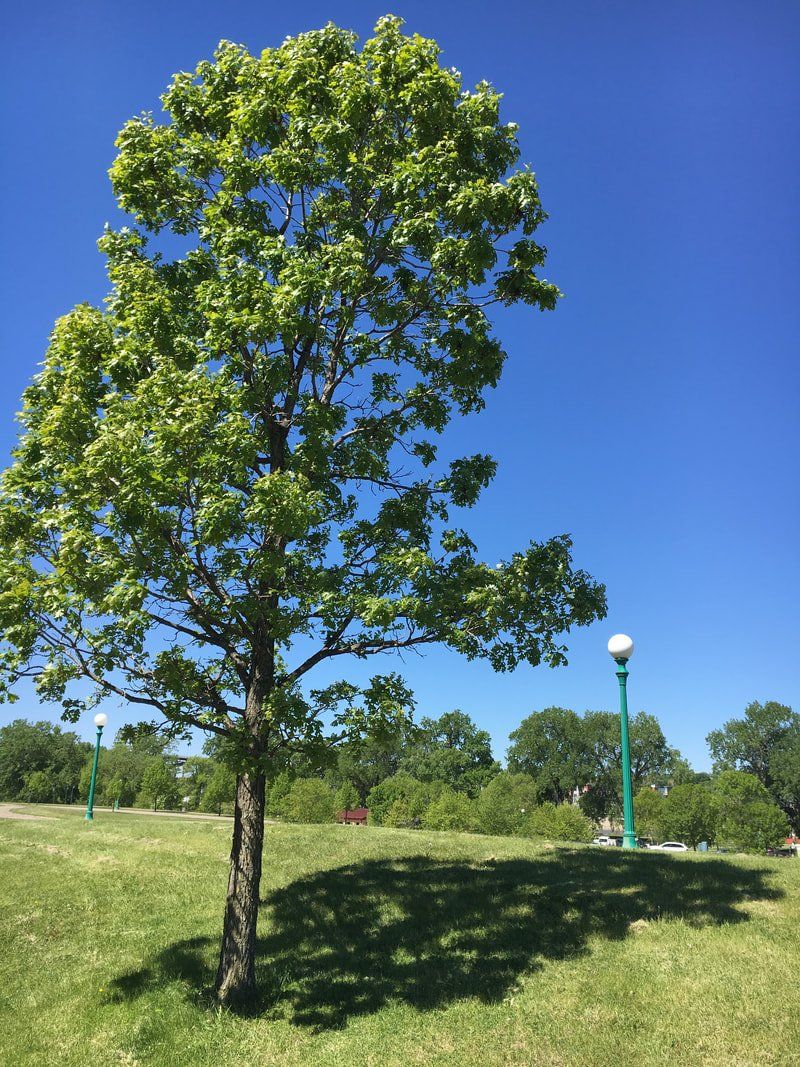 tree removal service near me