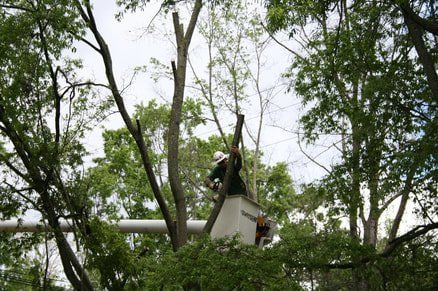 tree removal minneapolis