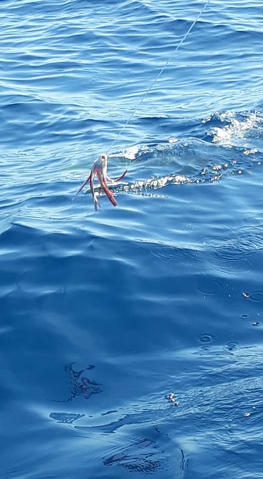 Best fisherman in Loreto