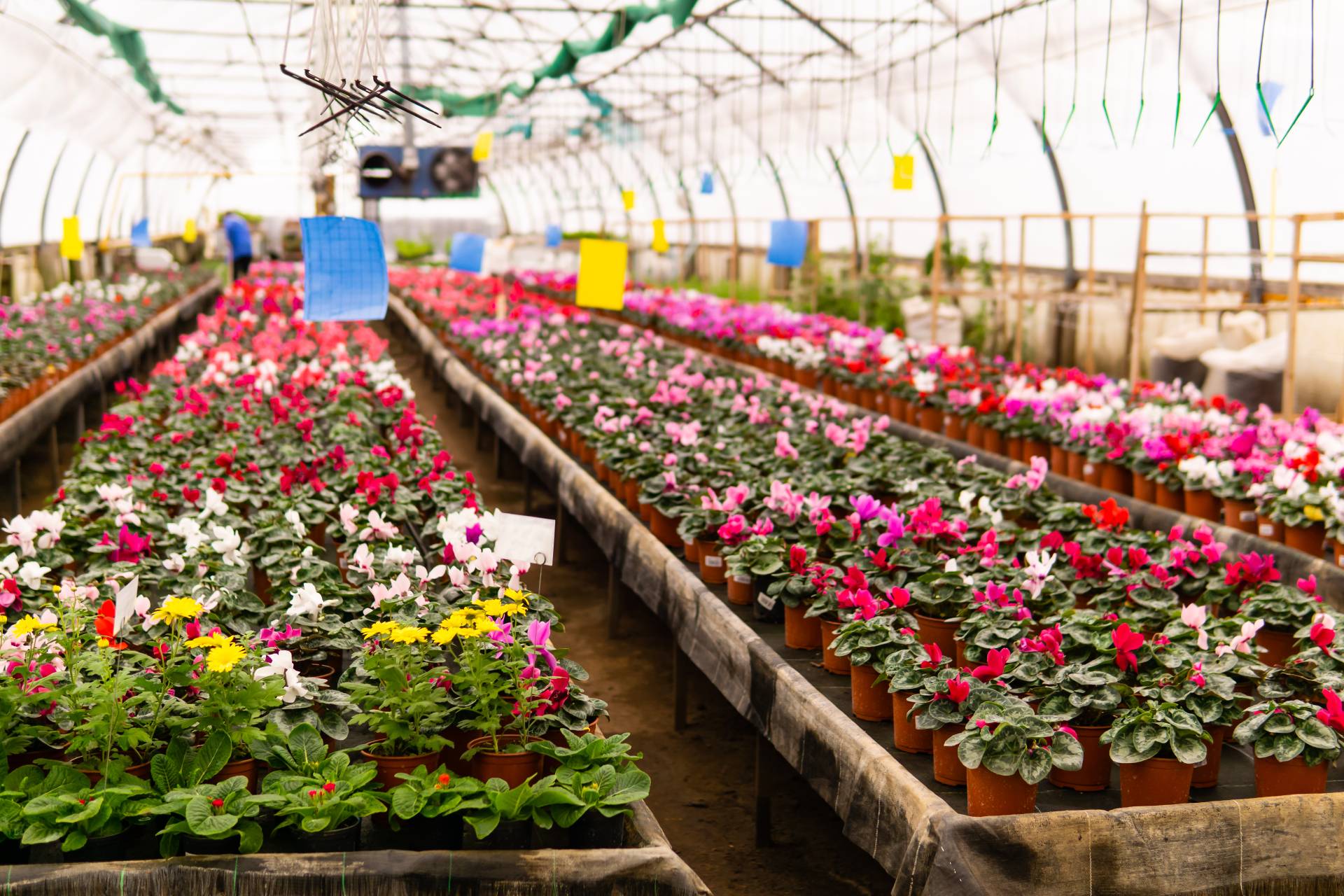 Floricoltura