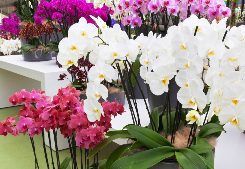 orchidee
