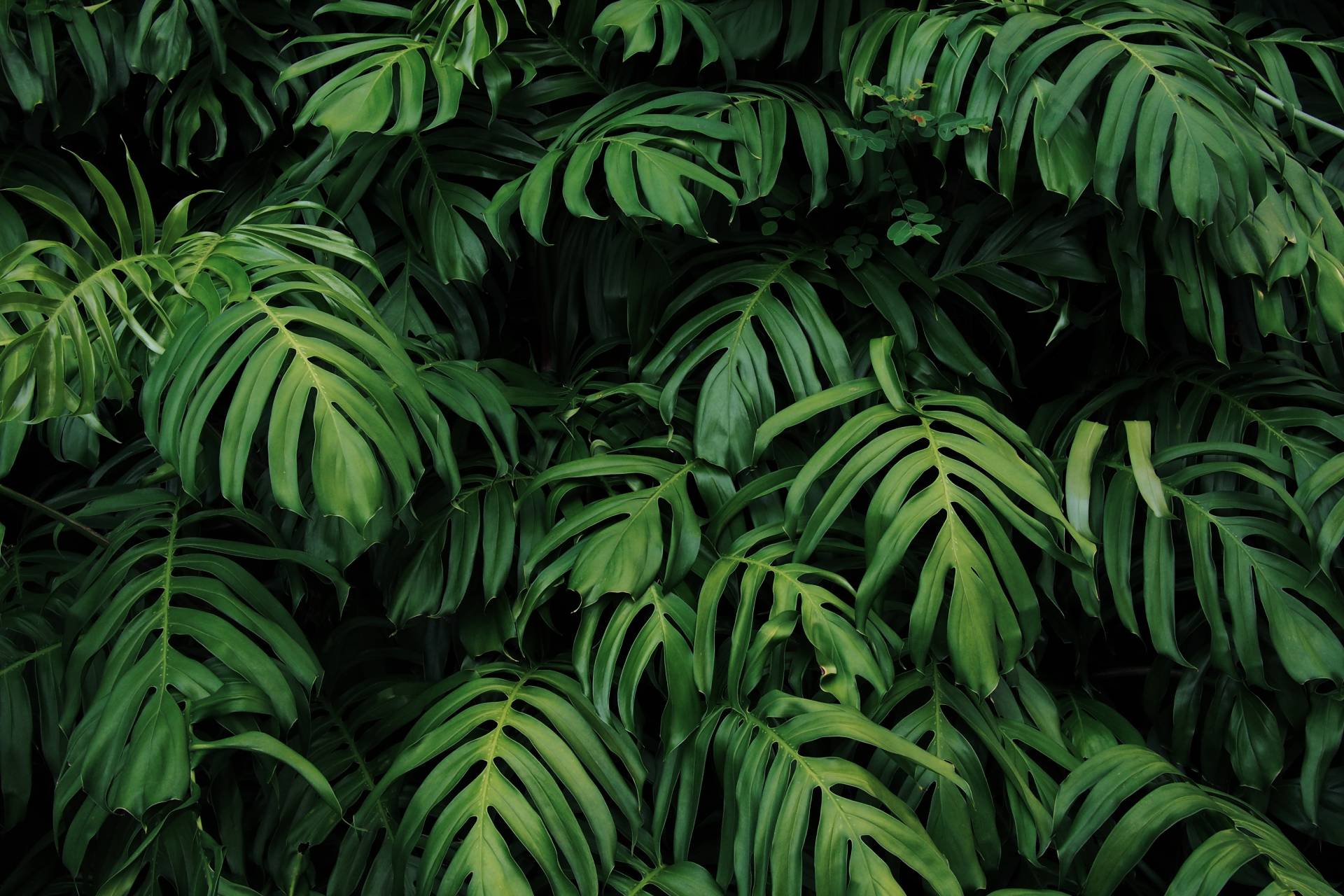 Piante ornamentali