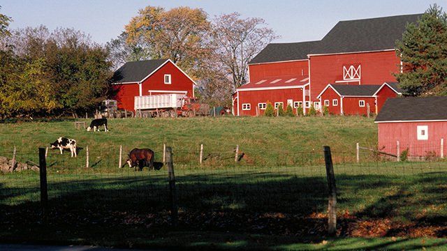 Livestock On Farm — Property Insurance in Greeneville, TN Livestock On Farm — Property Insurance in Greeneville, TN