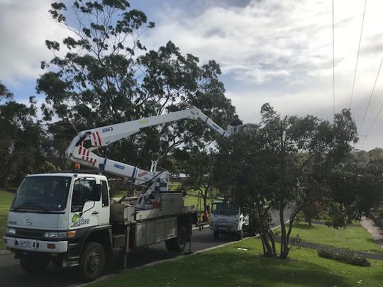 Carter's trimming trees