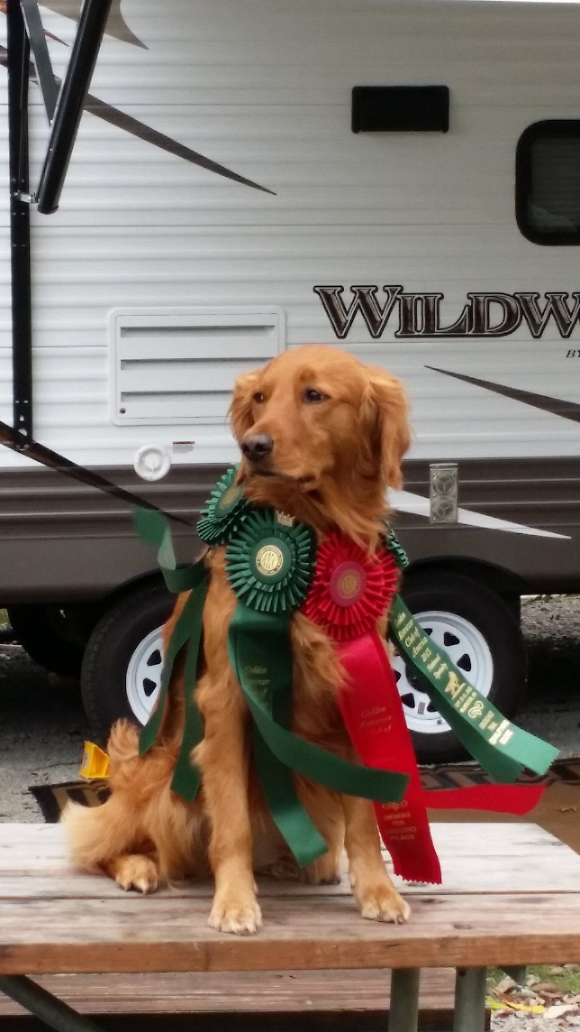 Cassidy in front of travel trailer with ribbons
