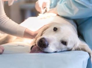 Dog Surgery - Veterinary Services in Carlisle, PA Dog Surgery - Veterinary Services in Carlisle, PA